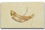 Detailed Fossil Fish (Knightia) and Coprolite - Wyoming #354083-1